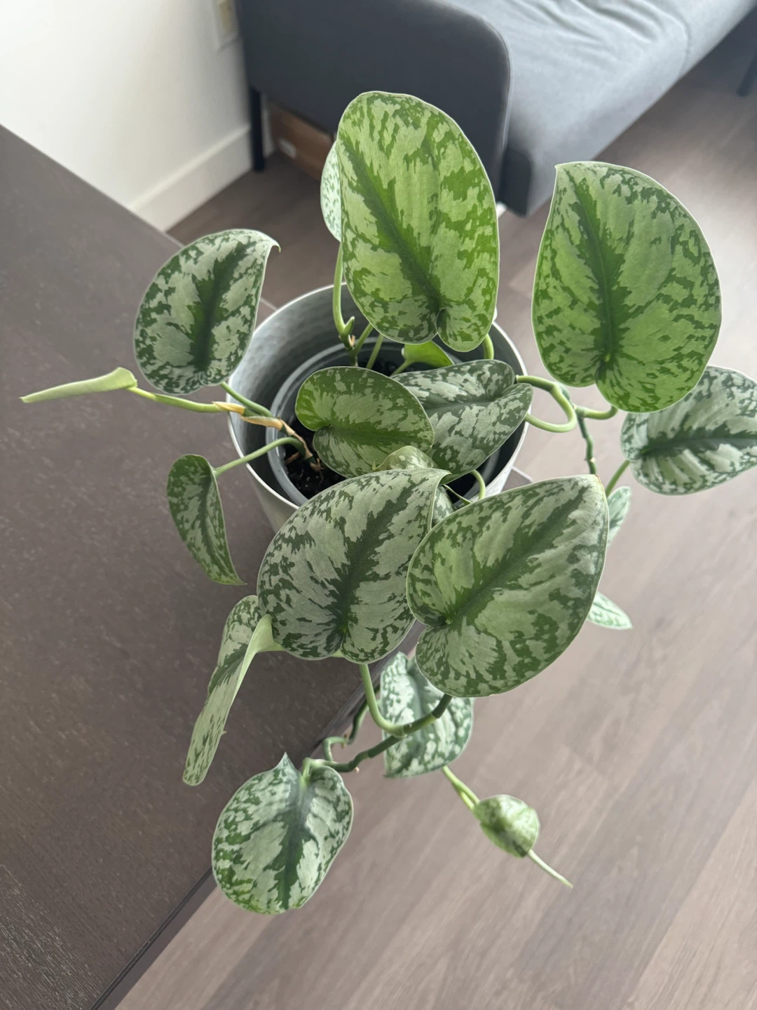 Scindapsus Pictus Exotica Plant in sliver pot - photo 2