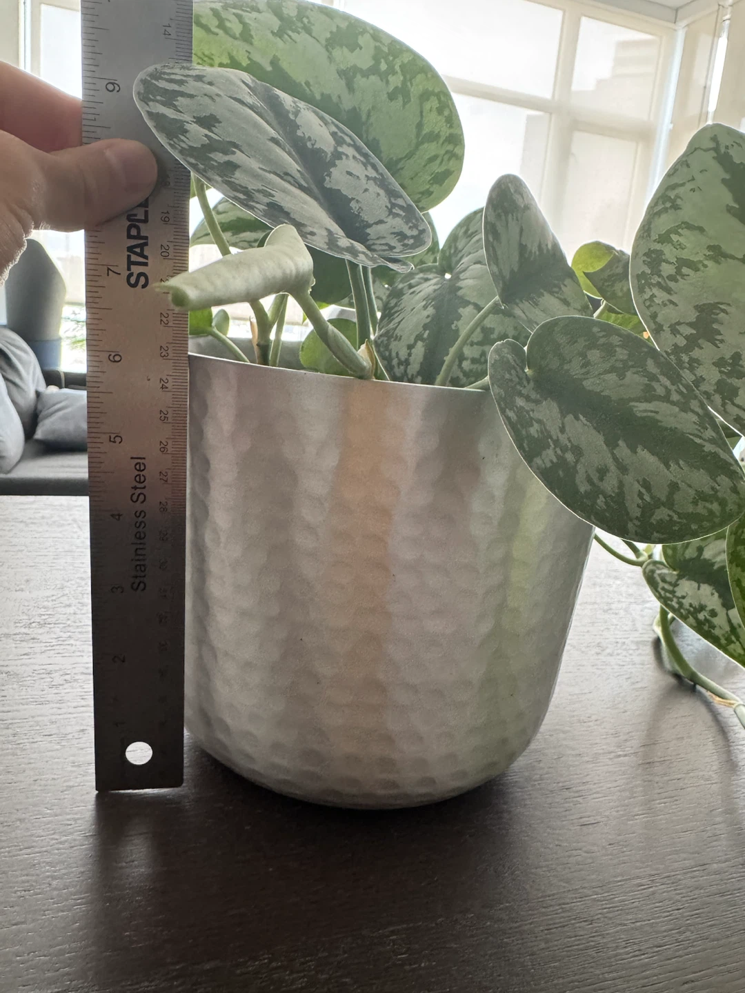 Scindapsus Pictus Exotica Plant in sliver pot - photo 3