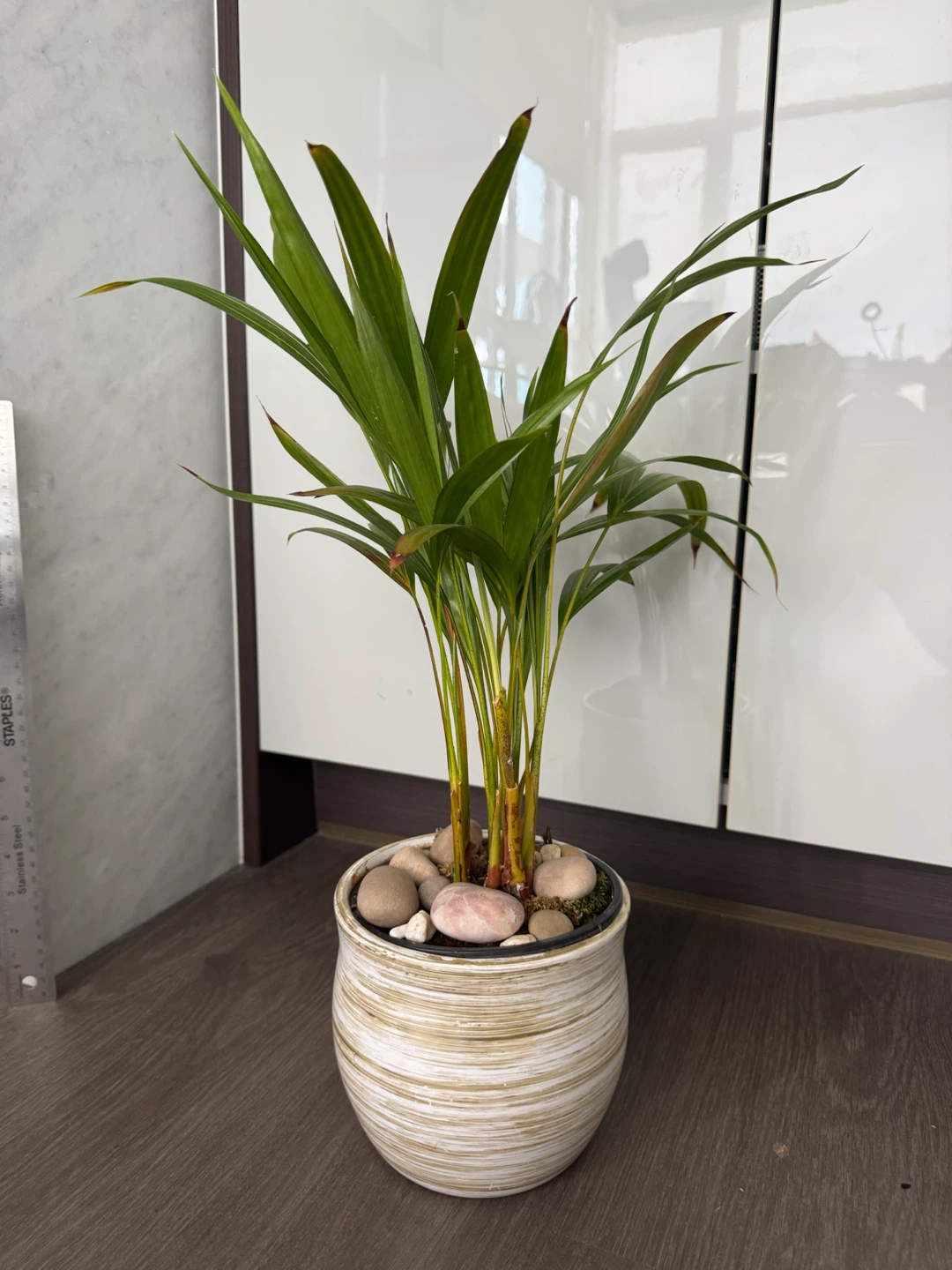 Potted Areca Palm Plant