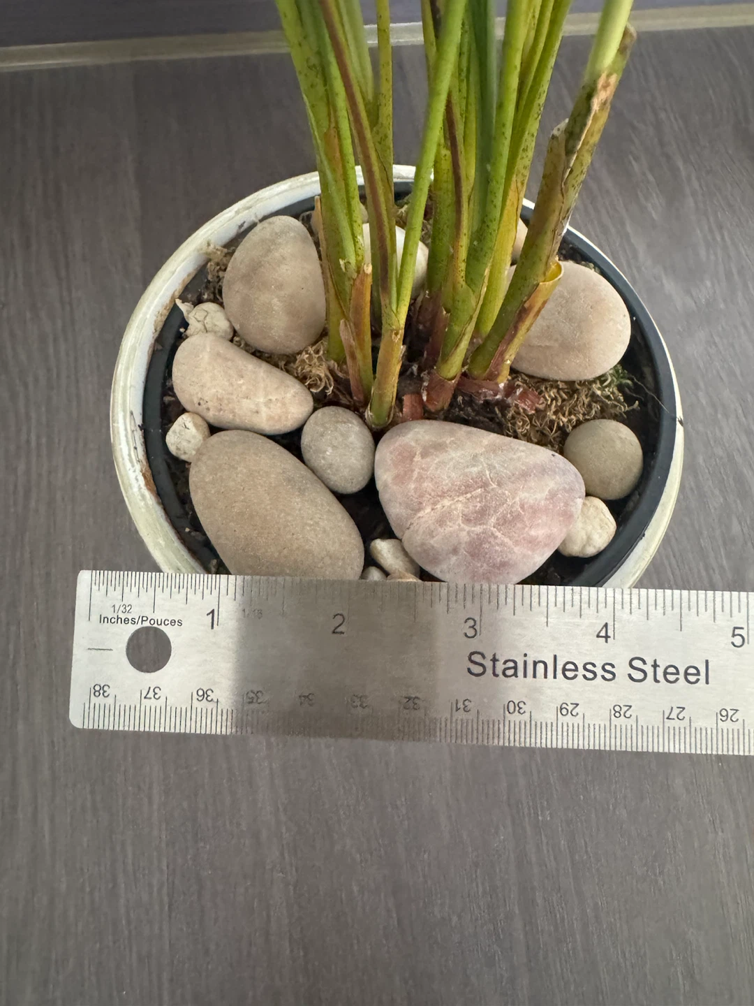 Potted Areca Palm Plant - photo 2