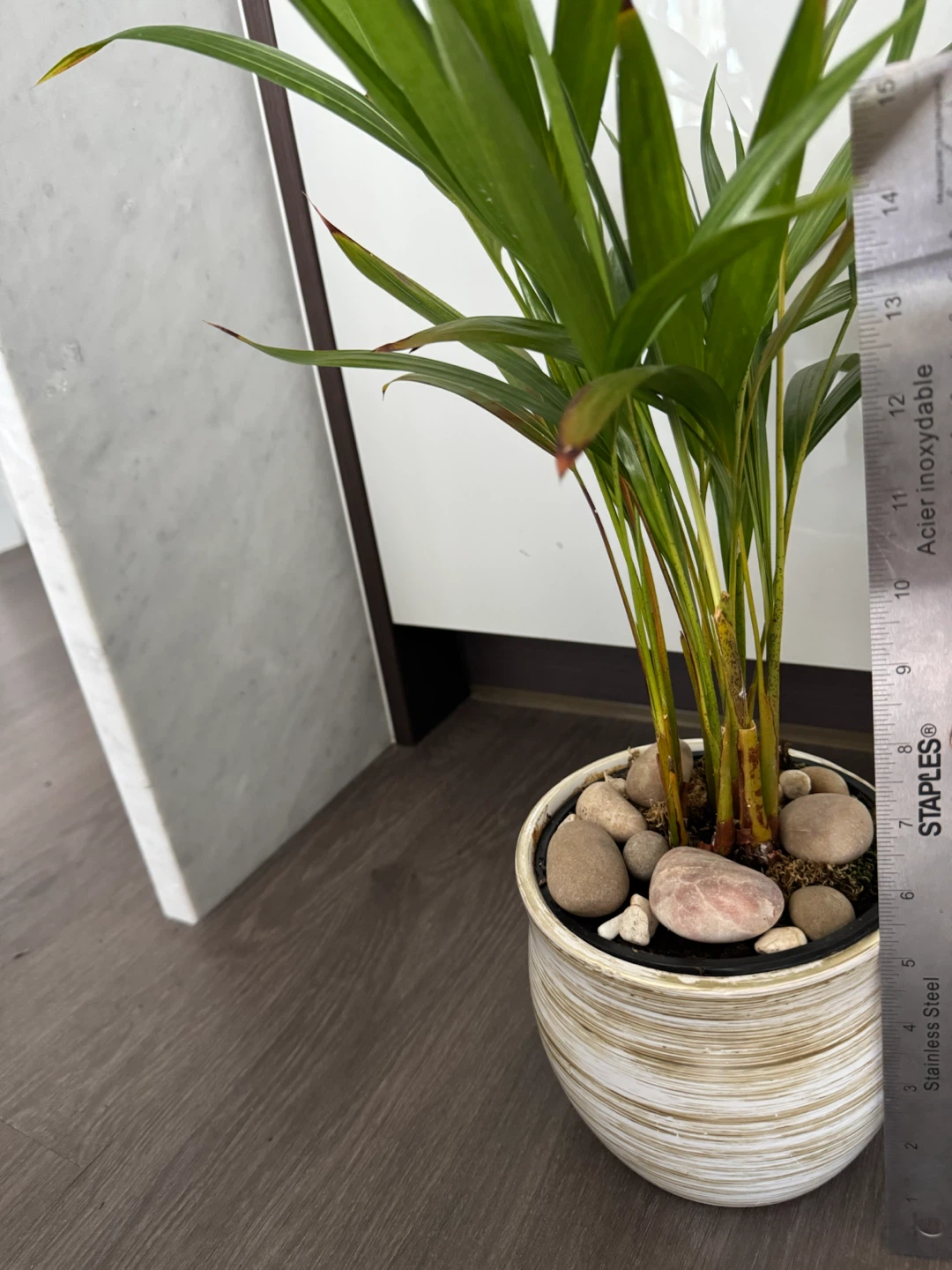 Potted Areca Palm Plant - photo 3