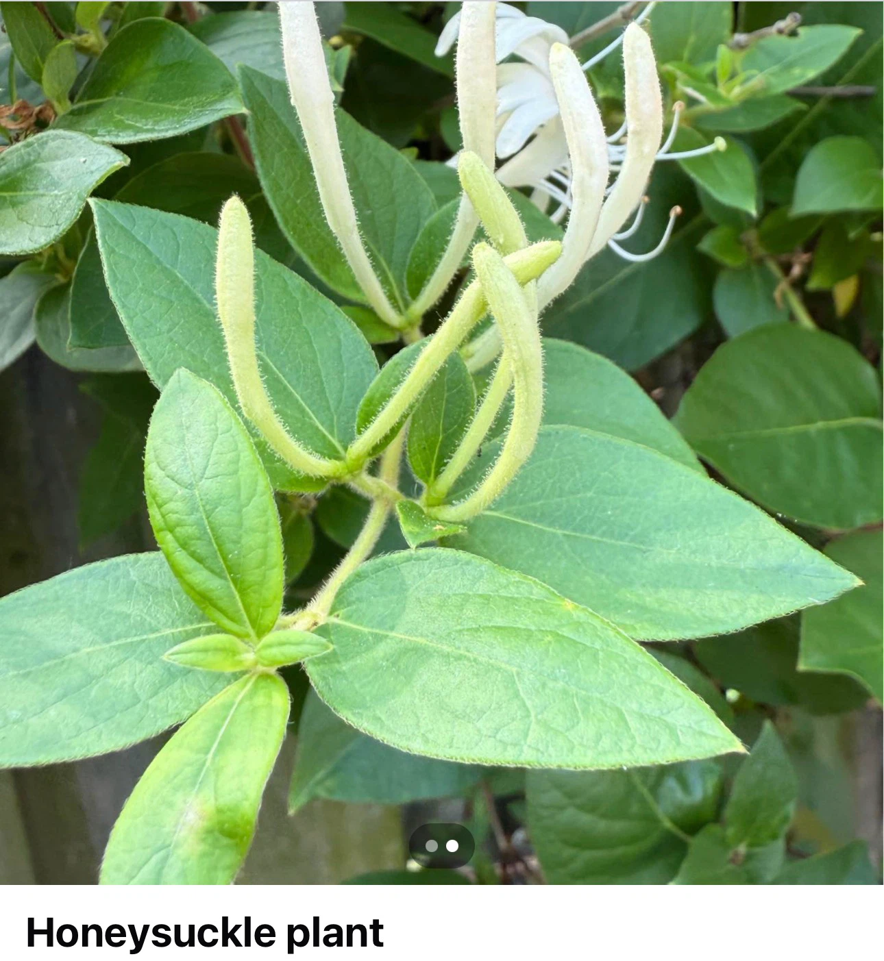 Honeysuckle plant