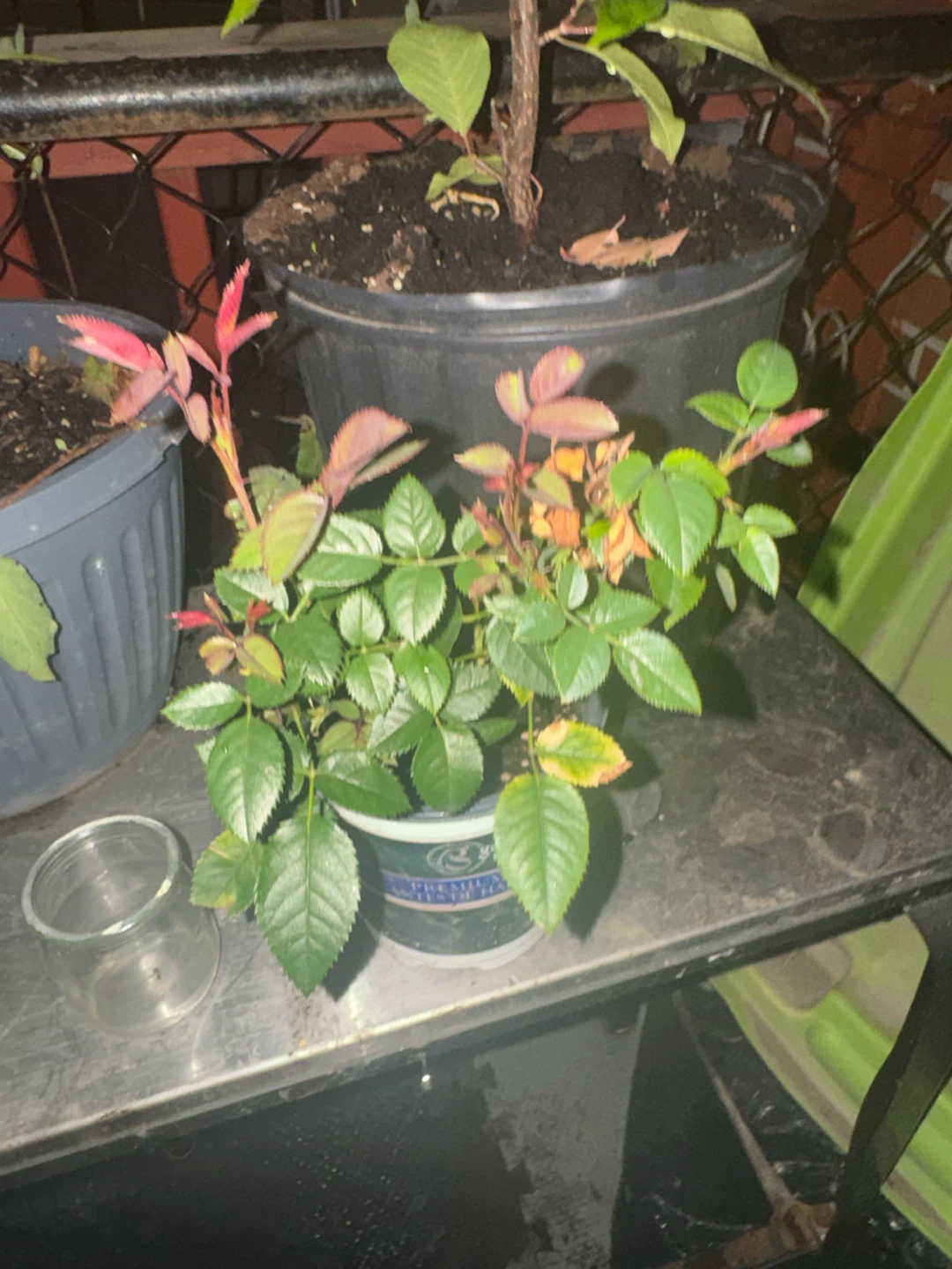 Rose Plant in Pot