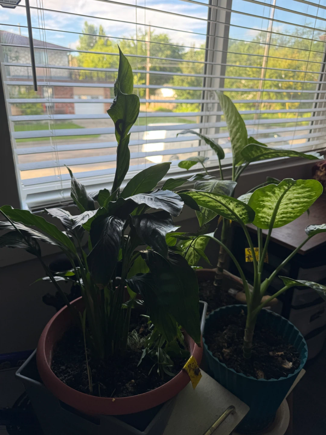 Plants.