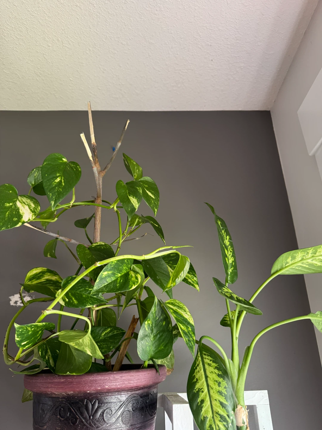 Plants. - photo 2