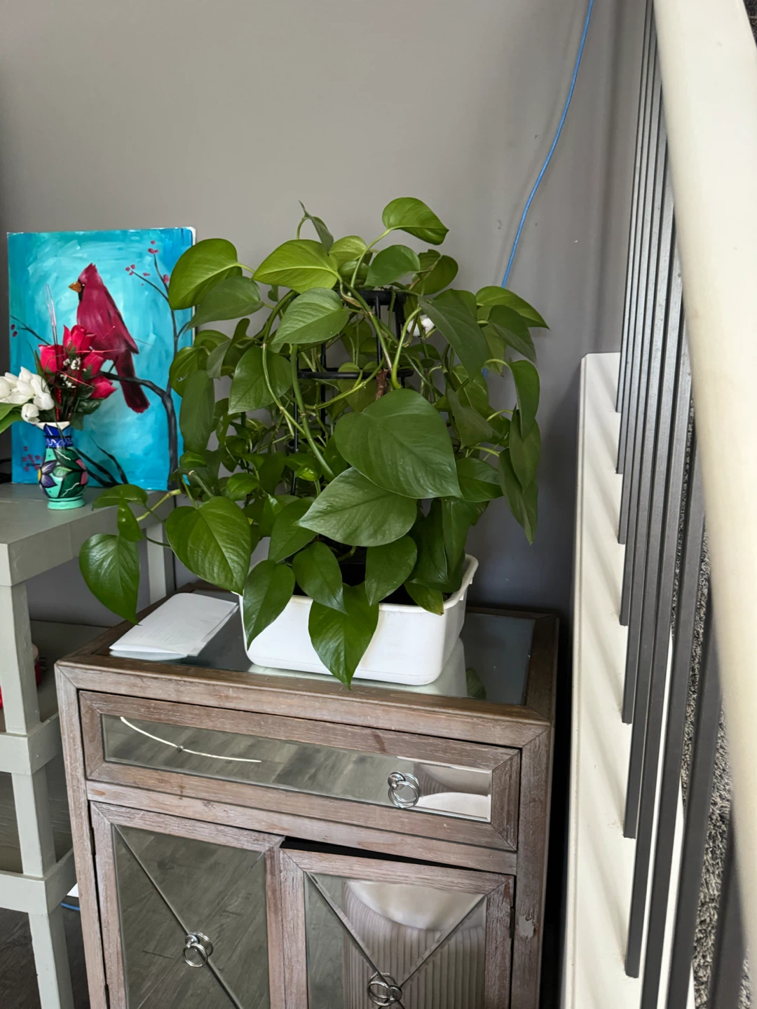 Plants. - photo 3