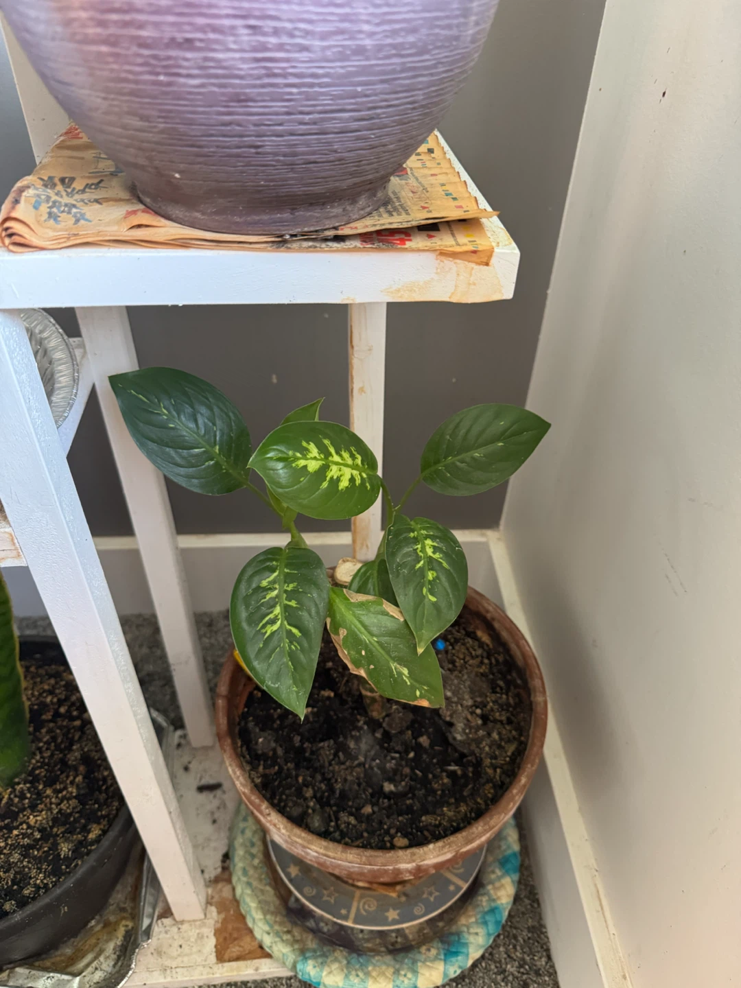Plants. - photo 4