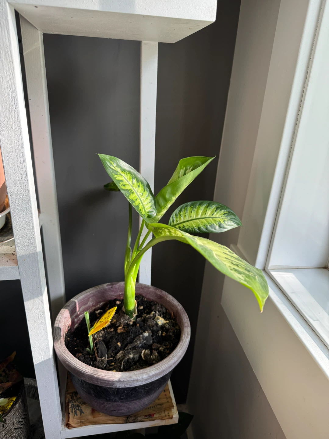 Plants. - photo 5