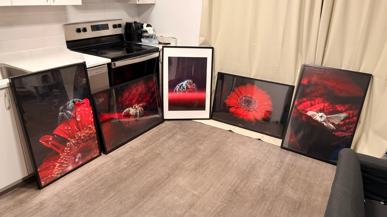 Set of 5 Framed Macro Photographs - Spiders, Flower, Moth