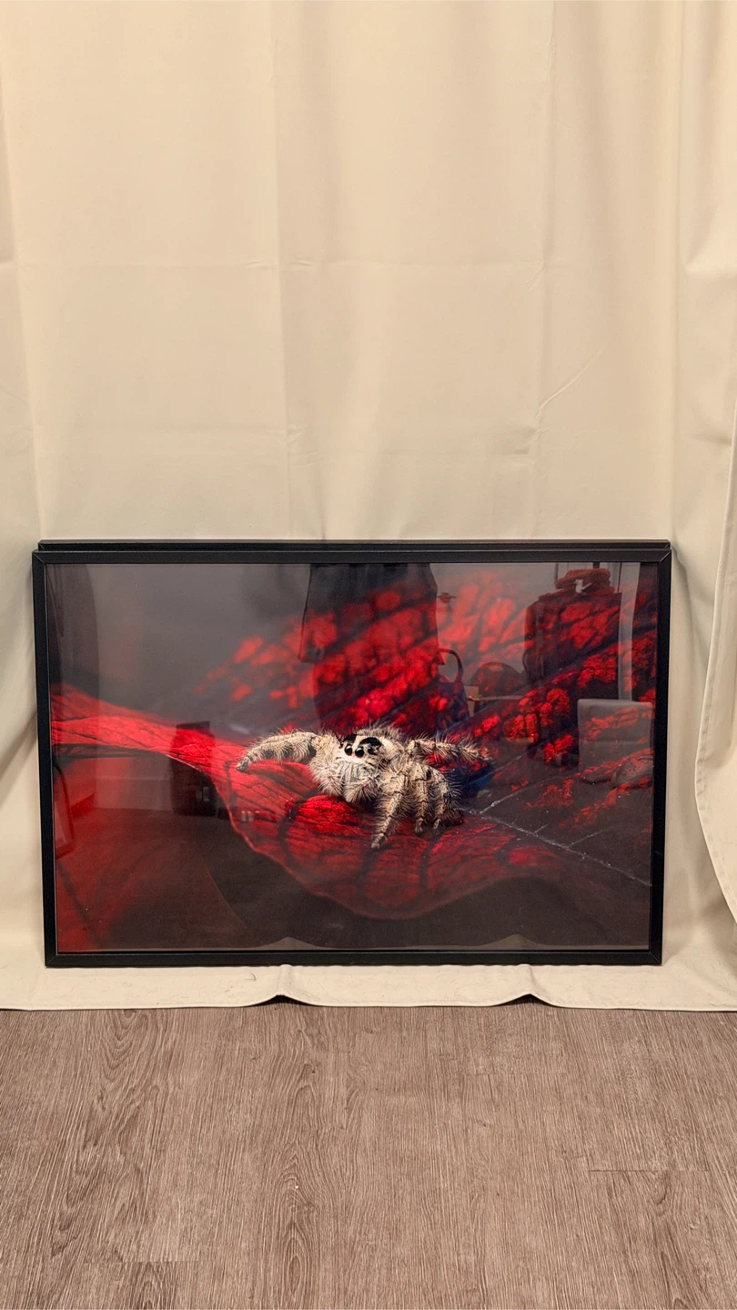 Set of 5 Framed Macro Photographs - Spiders, Flower, Moth - photo 2