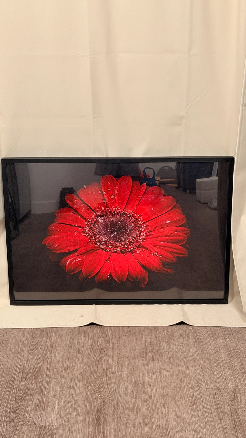 Set of 5 Framed Macro Photographs - Spiders, Flower, Moth - photo 3