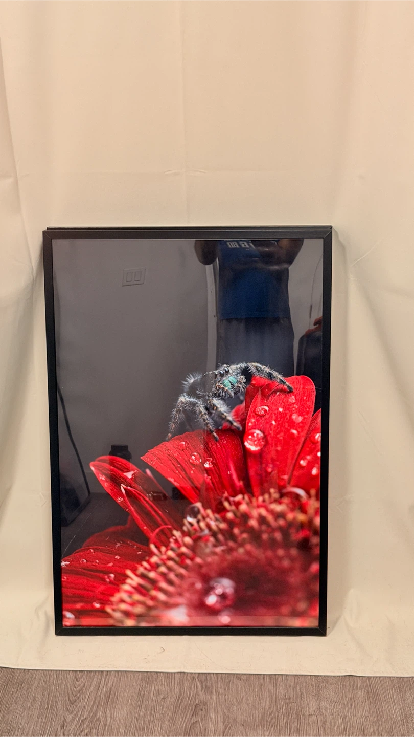 Set of 5 Framed Macro Photographs - Spiders, Flower, Moth - photo 5