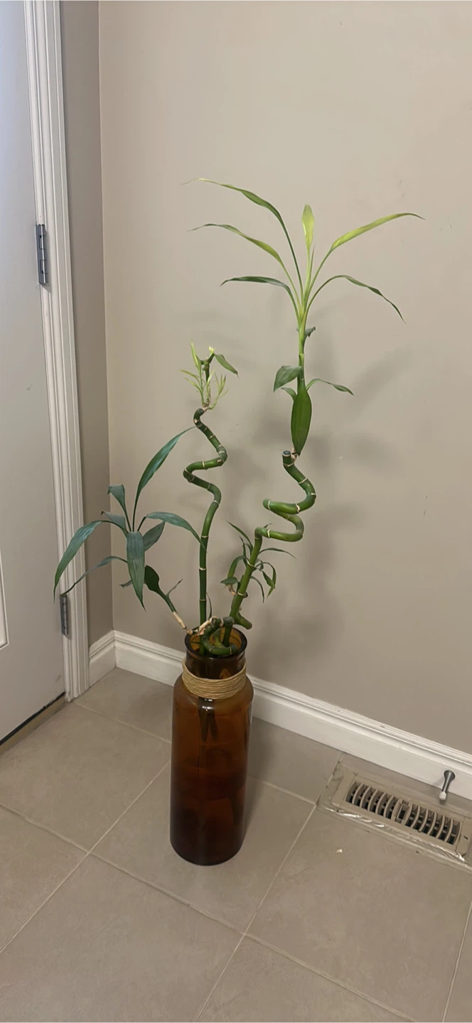 Lucky Bamboo Plant in Amber Glass Vase