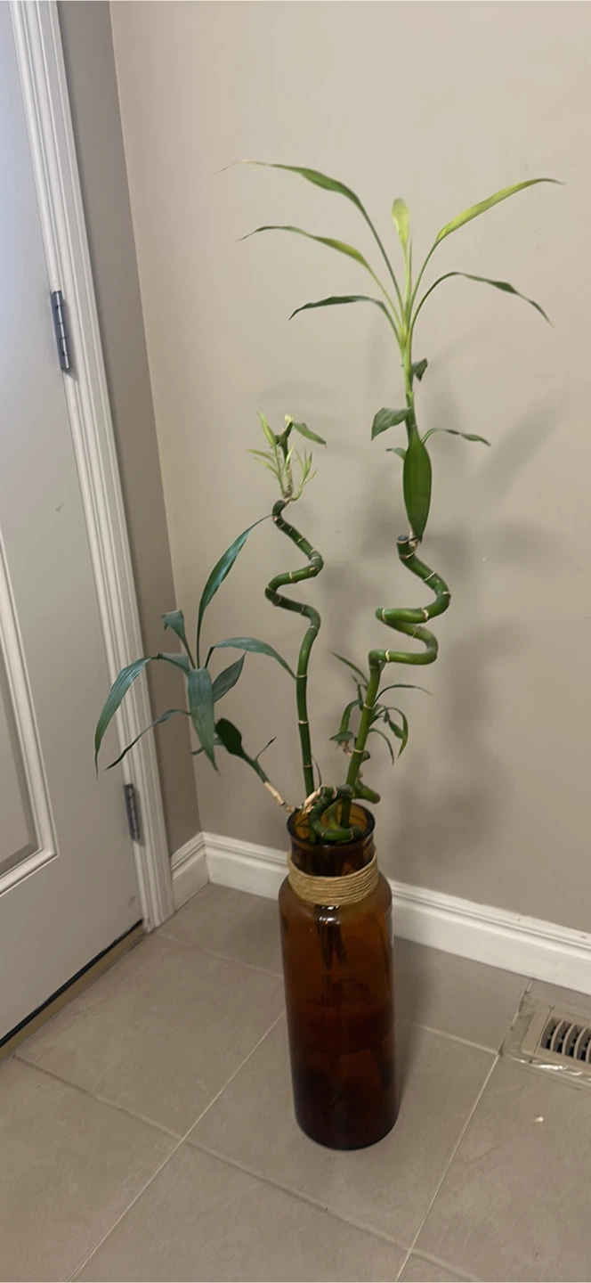 Lucky Bamboo Plant in Amber Glass Vase - photo 2