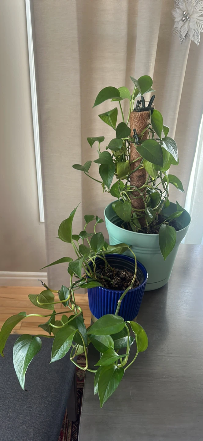 Pothos Plants with Moss Pole