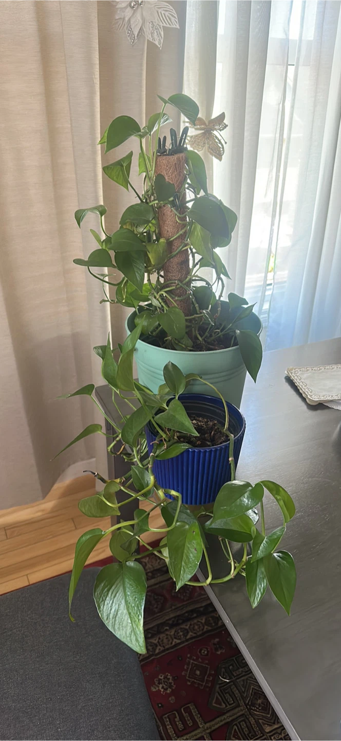 Pothos Plants with Moss Pole - photo 2