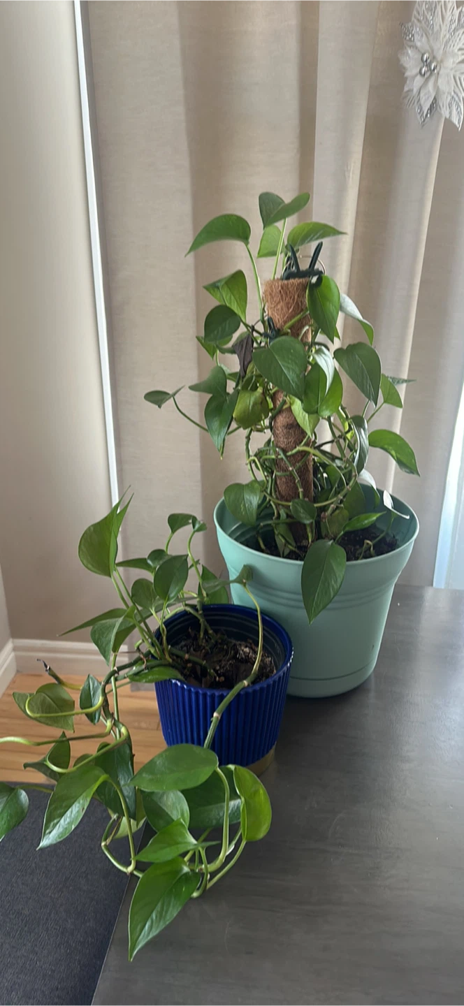 Pothos Plants with Moss Pole - photo 3