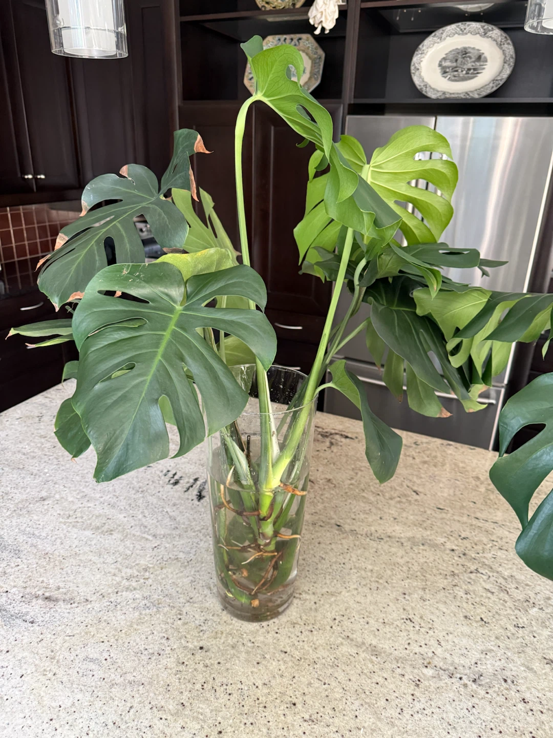 Monstera Plant Cuttings
