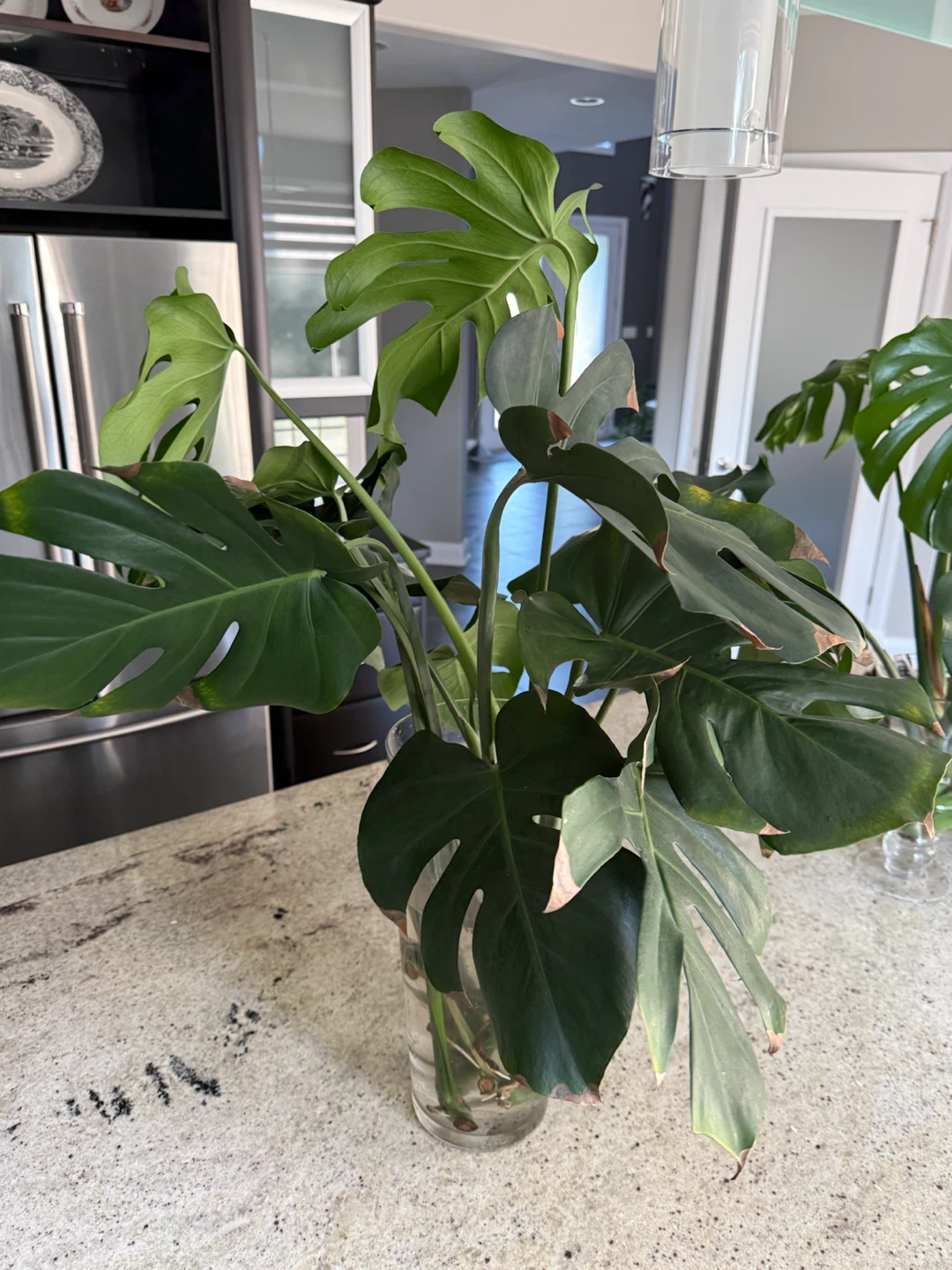 Monstera Plant Cuttings - photo 2