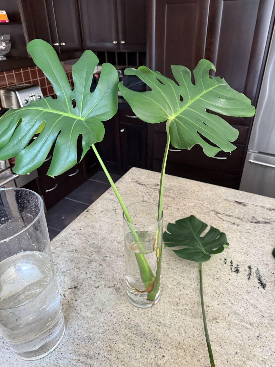 Monstera Plant Cuttings - photo 3