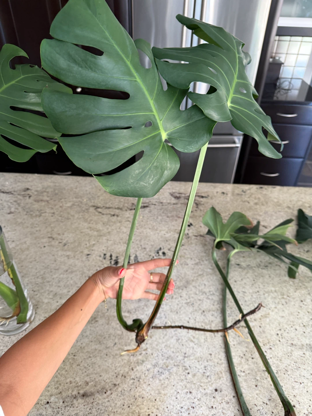 Monstera Plant Cuttings - photo 4