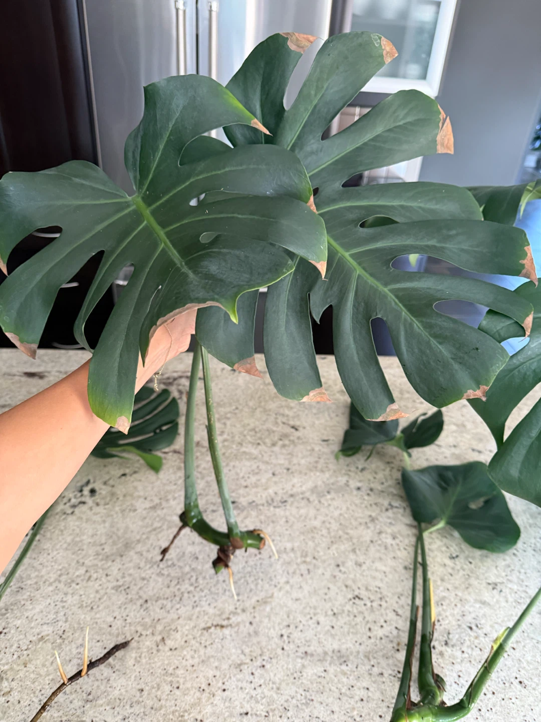 Monstera Plant Cuttings - photo 5