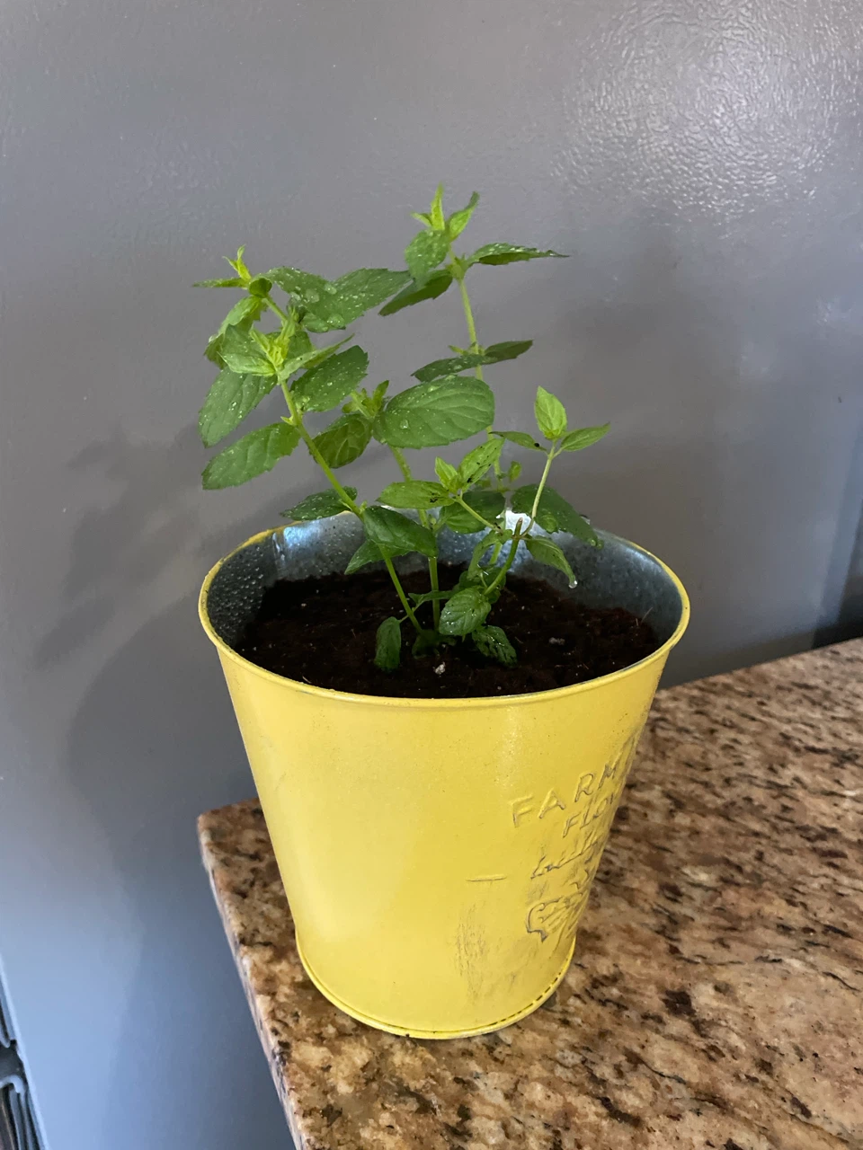 Mint Plant in Yellow Pail