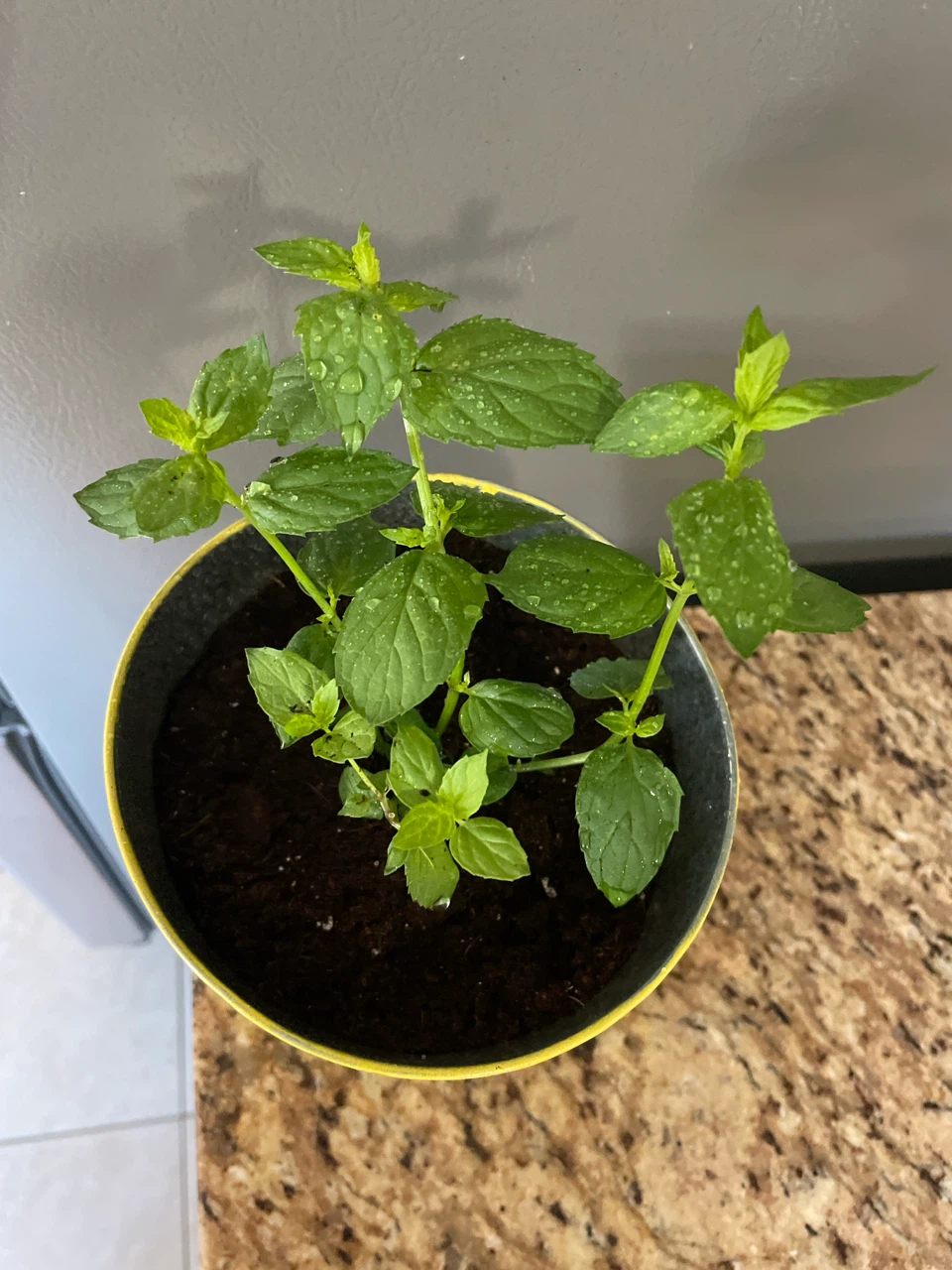 Mint Plant in Yellow Pail - photo 2