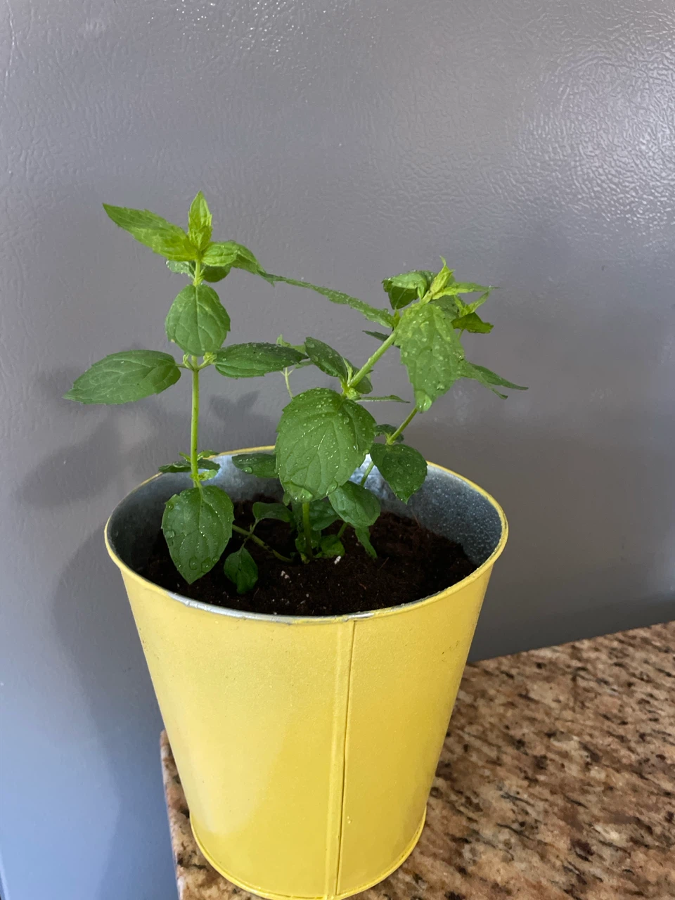Mint Plant in Yellow Pail - photo 3
