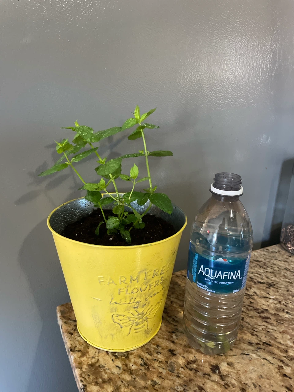 Mint Plant in Yellow Pail - photo 4