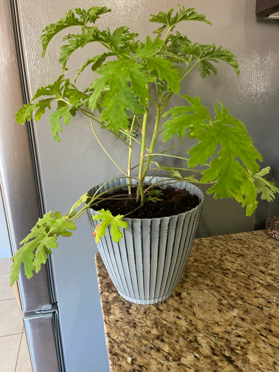 Potted Citronella Plant