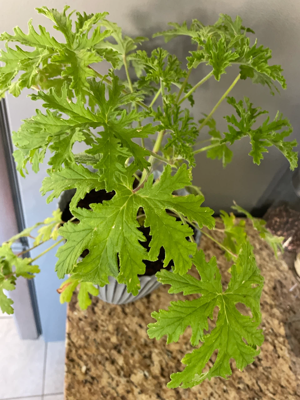 Potted Citronella Plant - photo 2