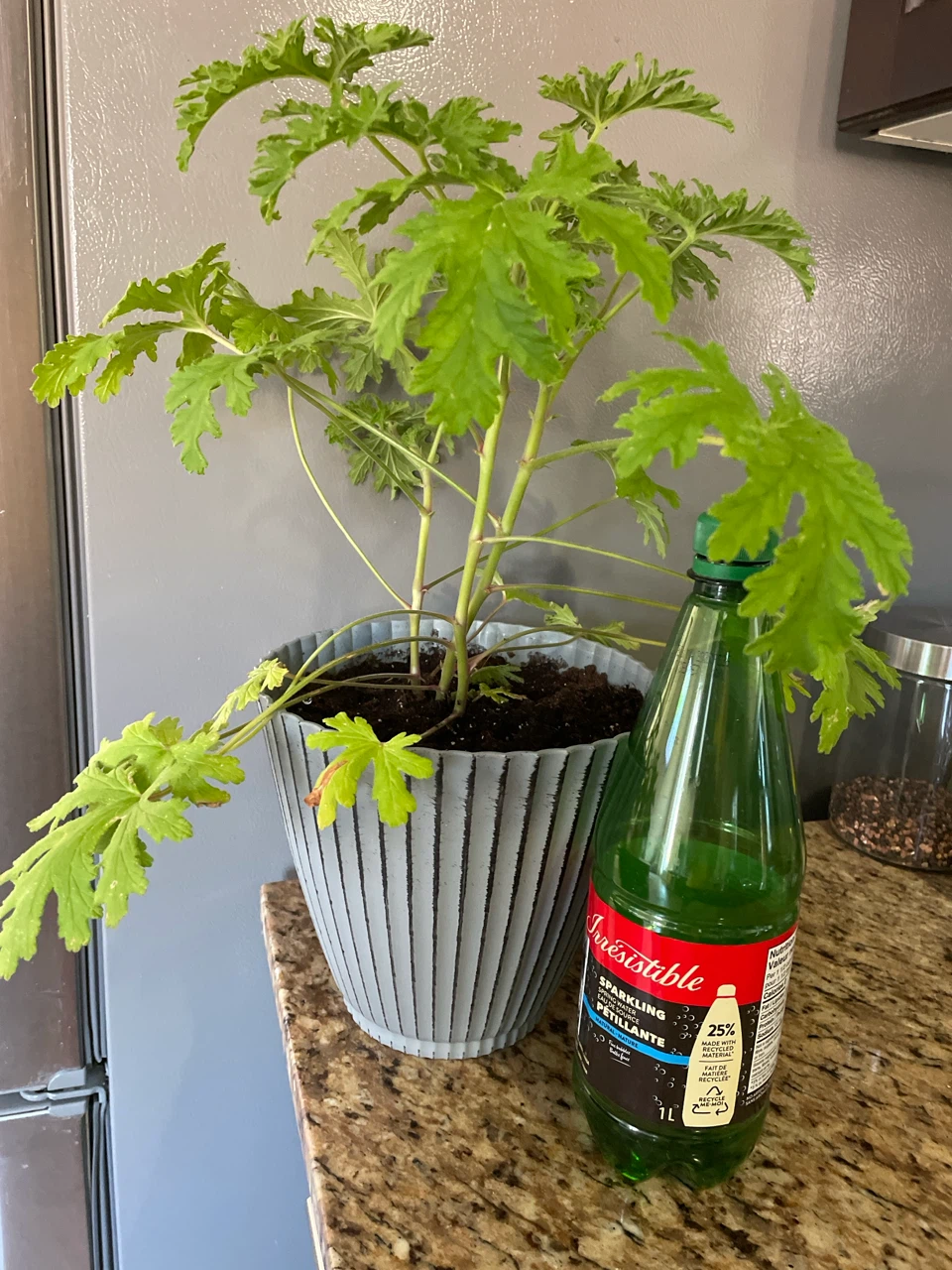 Potted Citronella Plant - photo 3