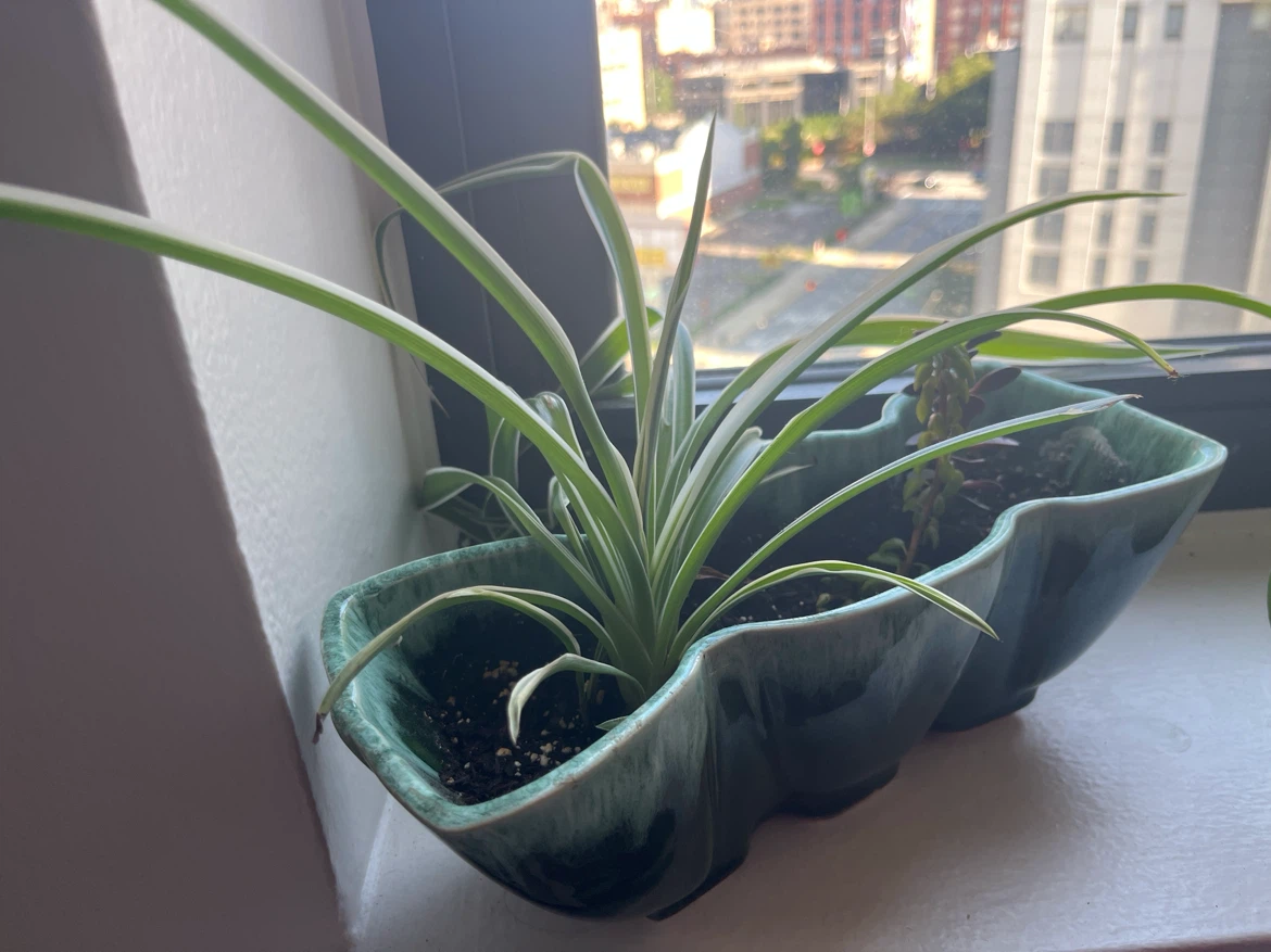 Green Ceramic Planter with Spider Plant