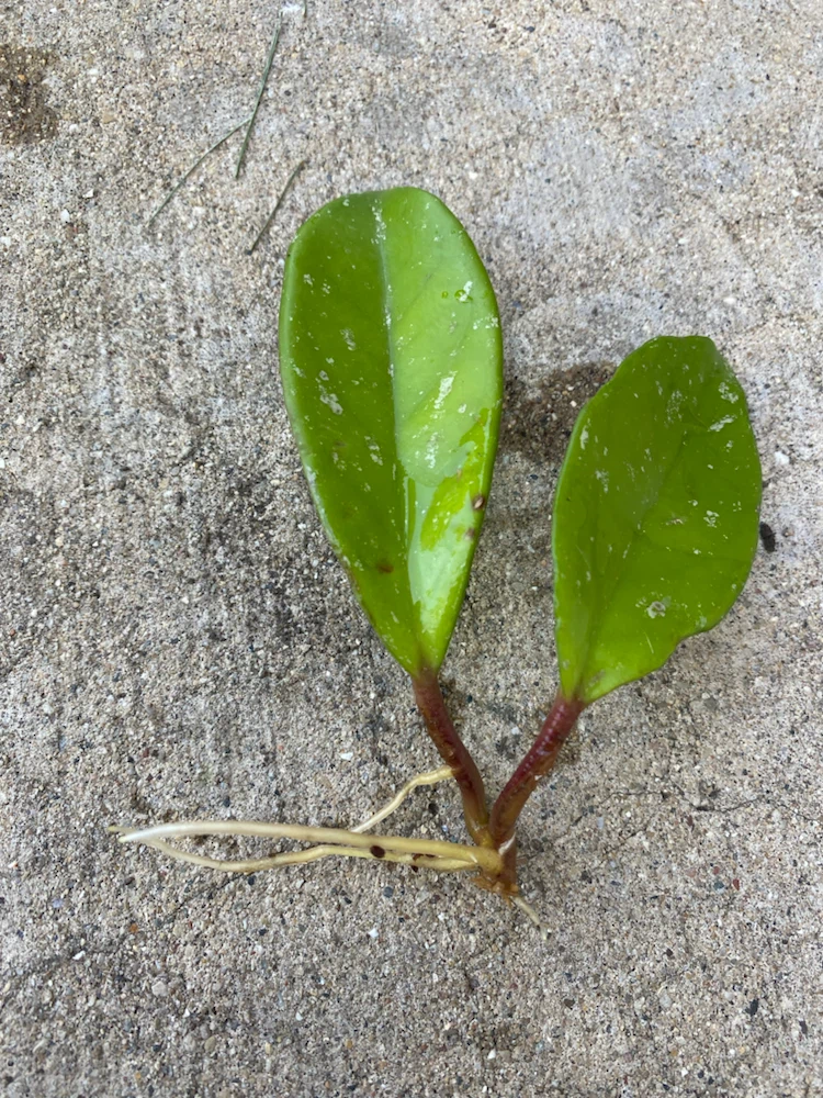 Hoya Cutting with Roots, 3 plants available