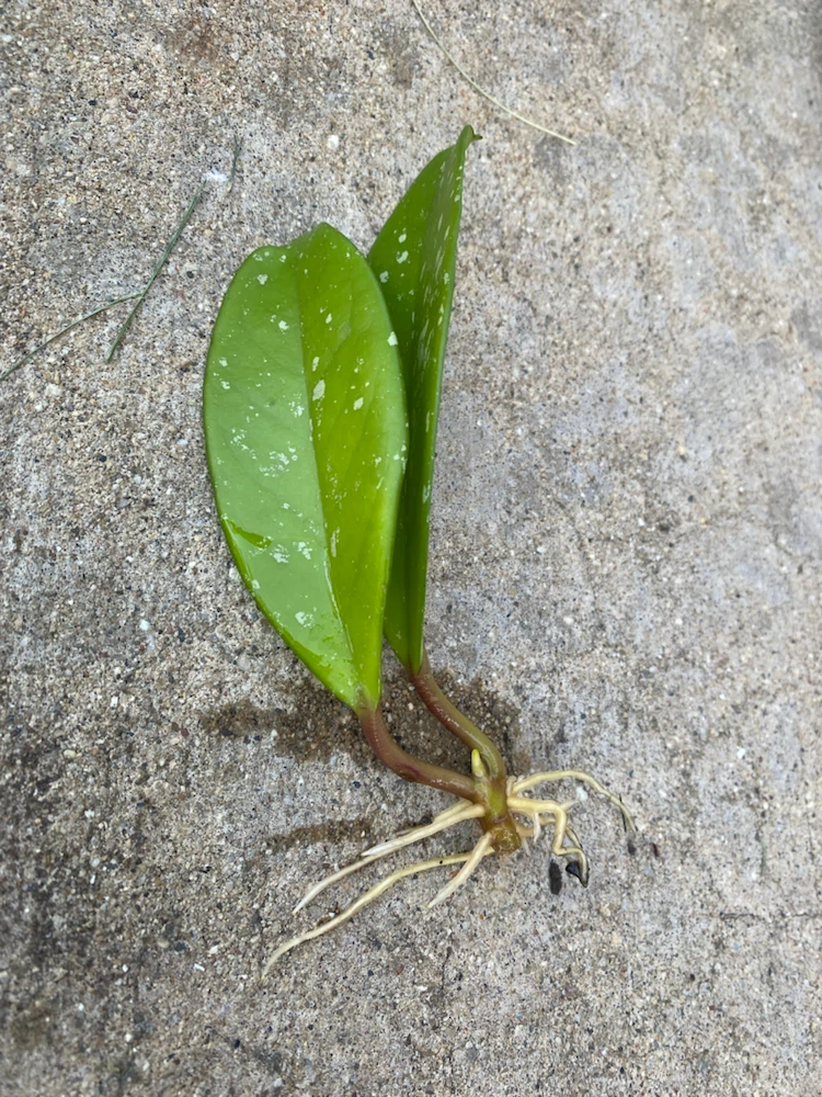 Hoya Cutting with Roots, 3 plants available - photo 3
