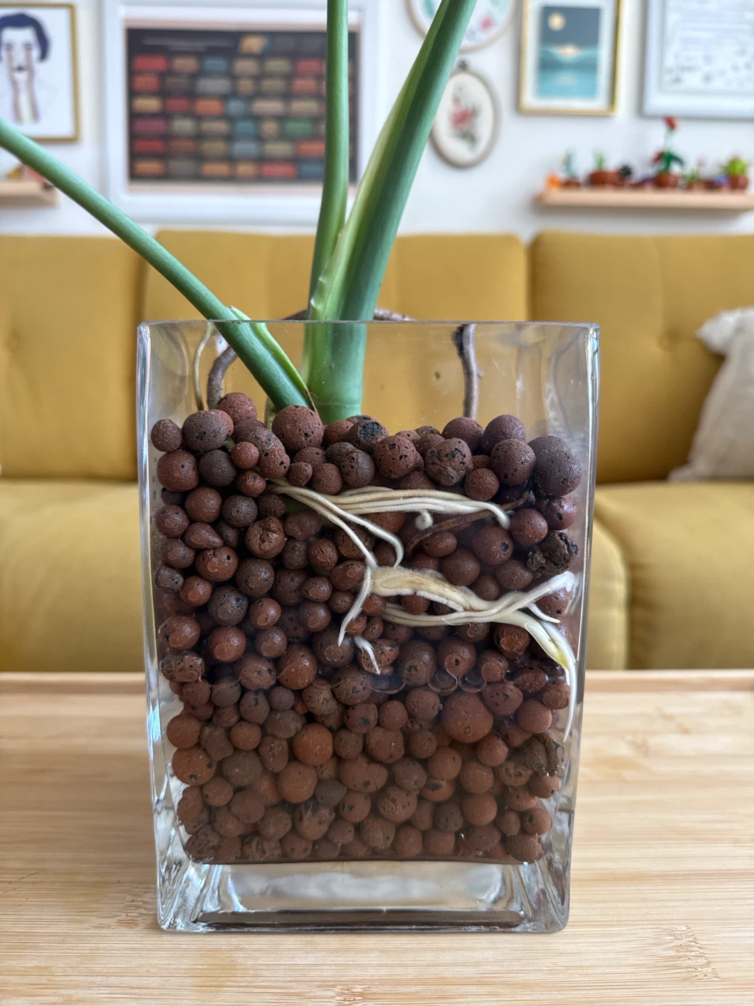 Monstera Plant in Glass Vase - photo 2
