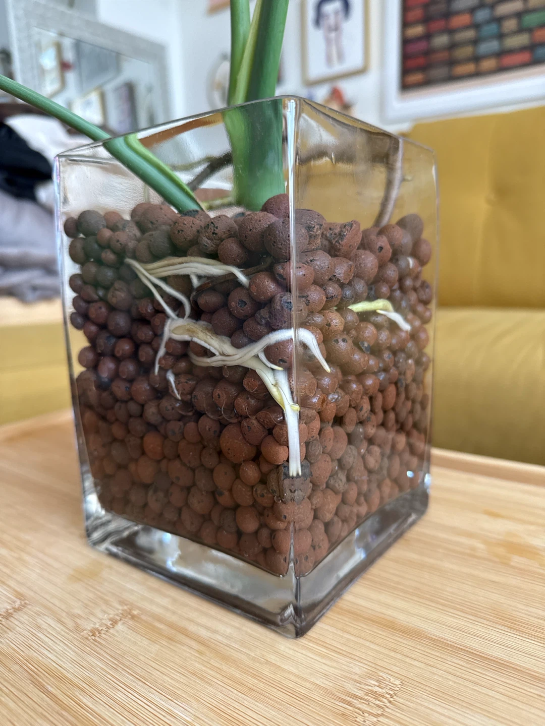 Monstera Plant in Glass Vase - photo 3