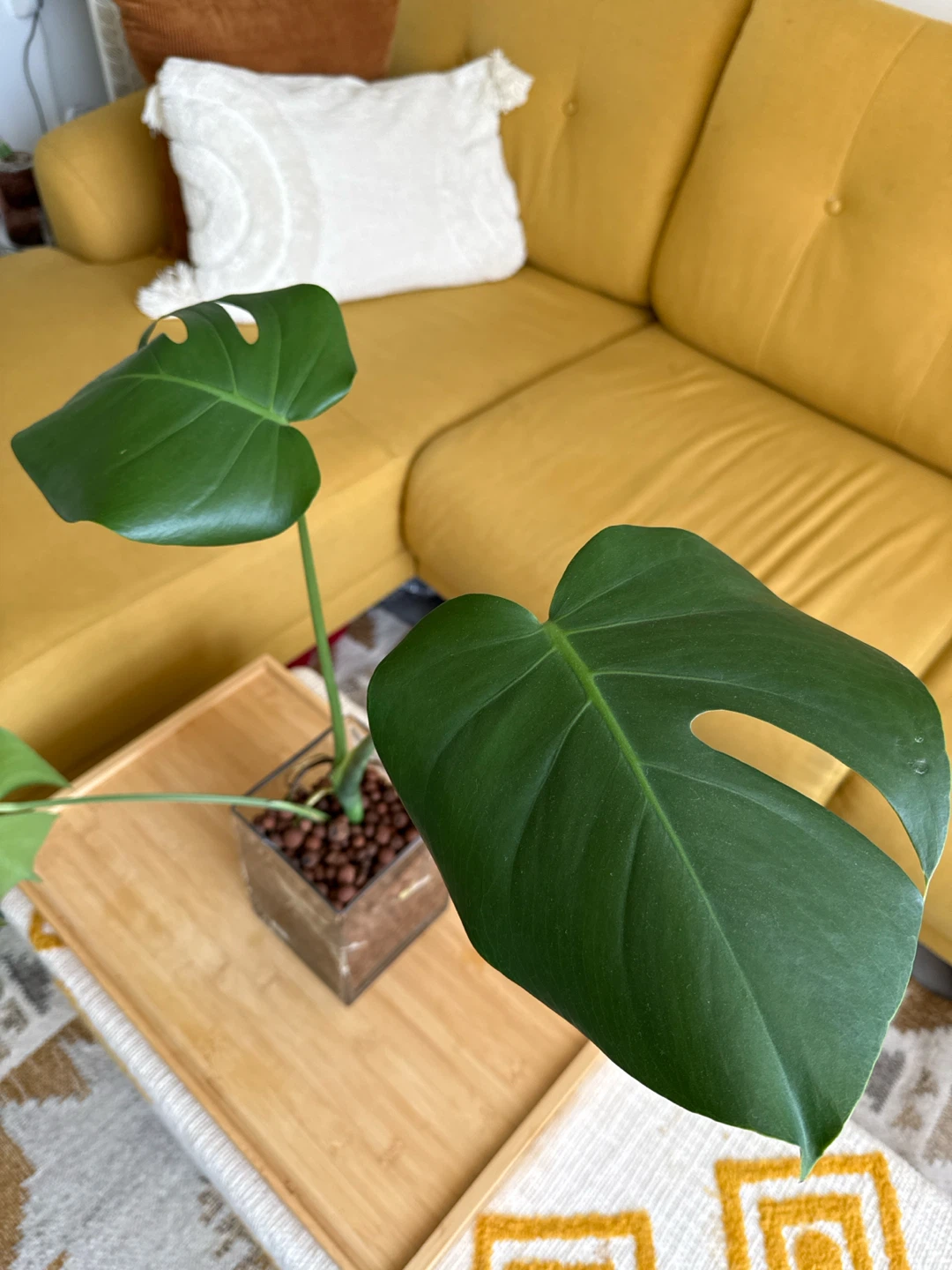 Monstera Plant in Glass Vase - photo 4