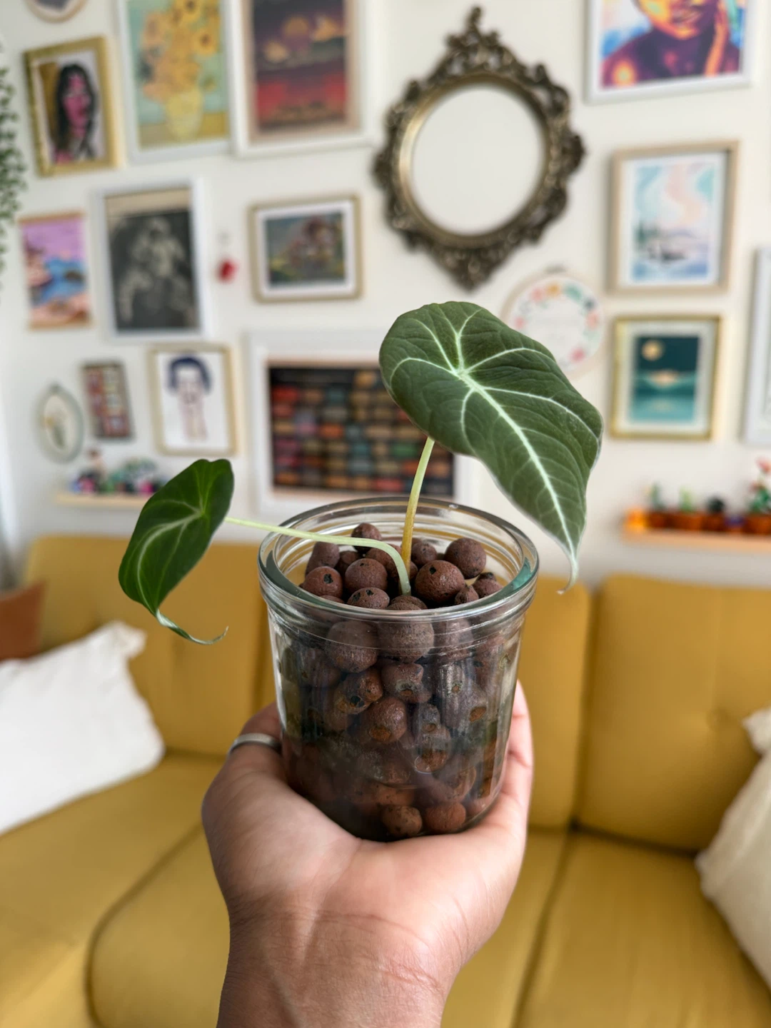 Alocasia 'Black Velvet' plant in Leca