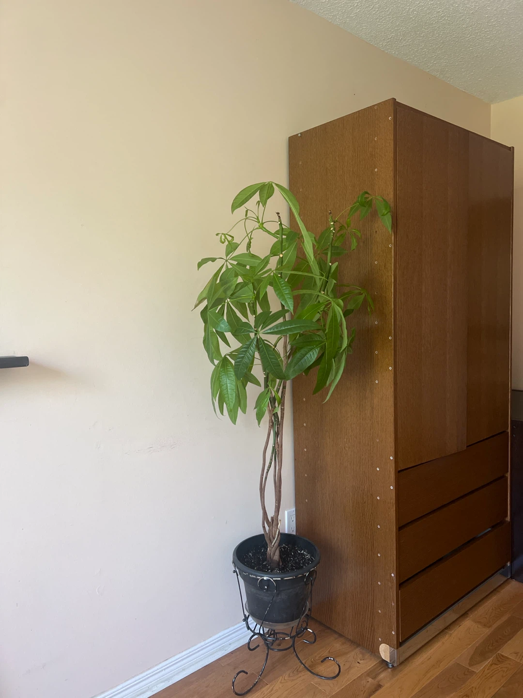 Tall healthy Money Tree Plant
