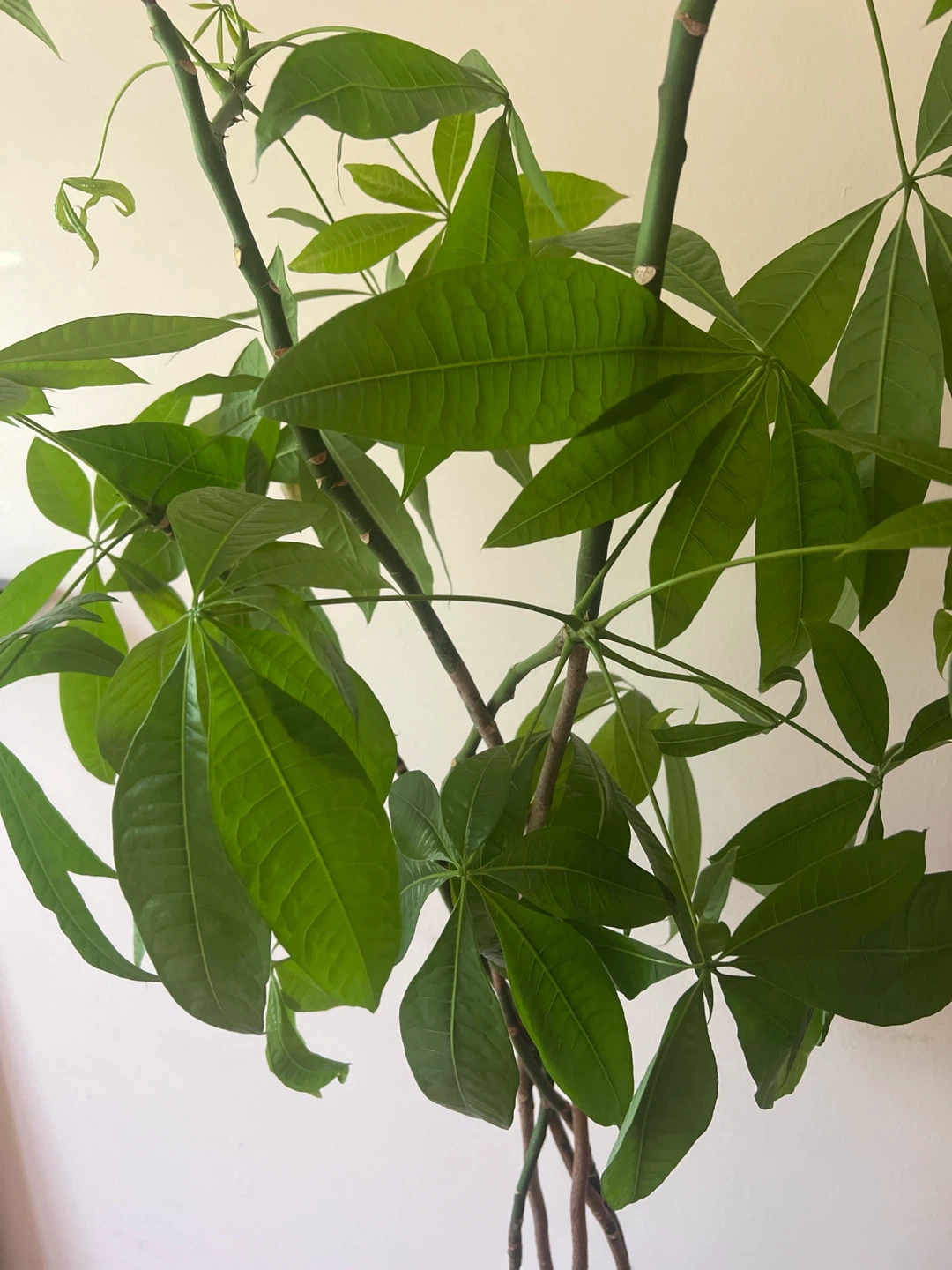 Tall healthy Money Tree Plant - photo 2