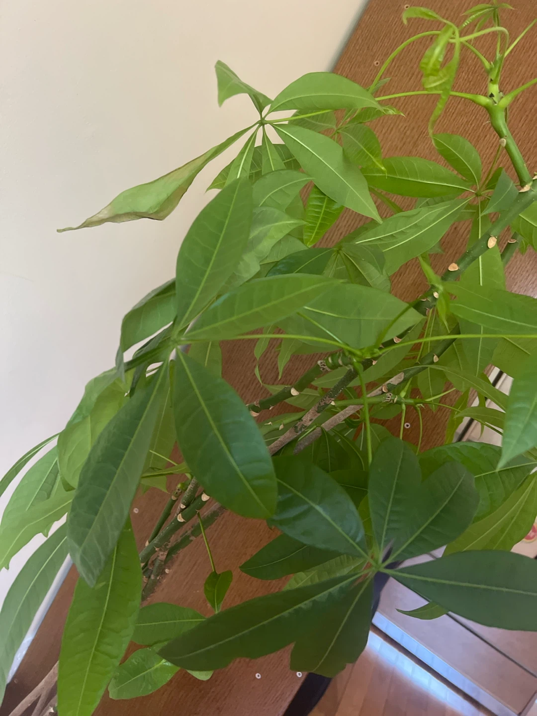 Tall healthy Money Tree Plant - photo 3