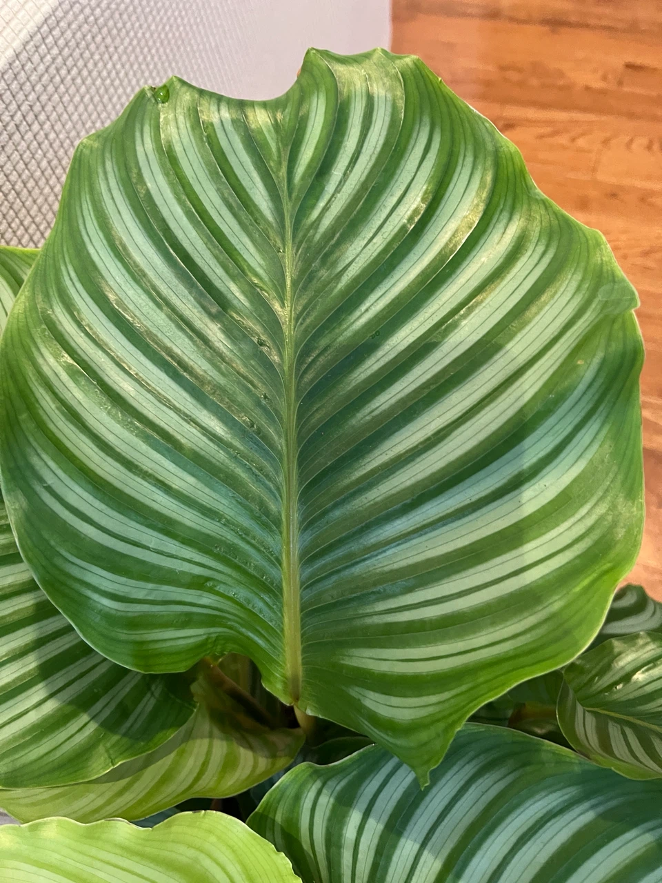 RareFind EasyCare HealthyGrown uLove CalatheaOrbifolia ONLY$60