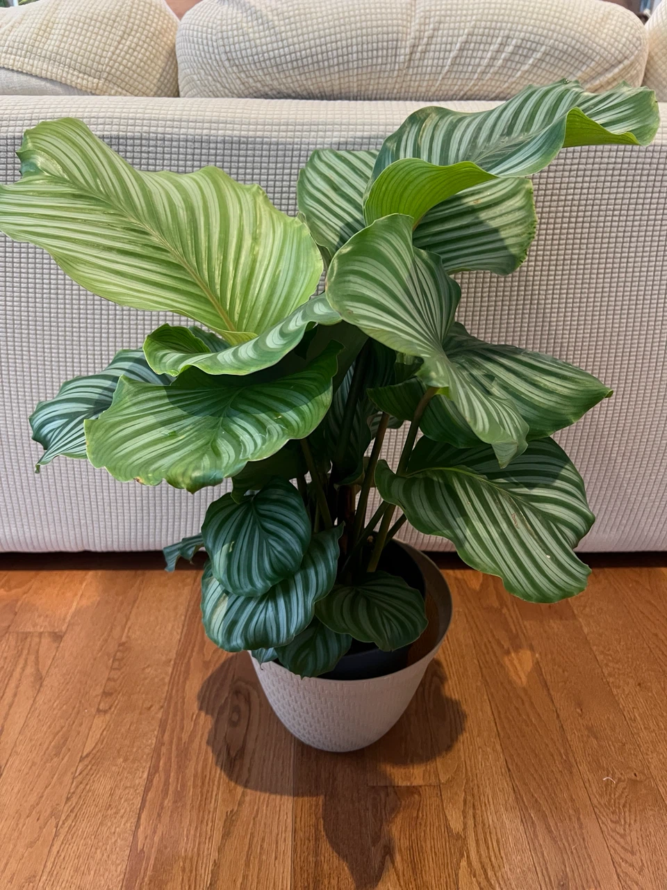 RareFind EasyCare HealthyGrown uLove CalatheaOrbifolia ONLY$60 - photo 2