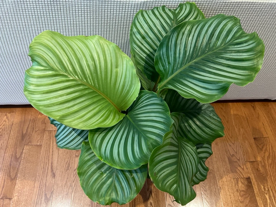 RareFind EasyCare HealthyGrown uLove CalatheaOrbifolia ONLY$60 - photo 3