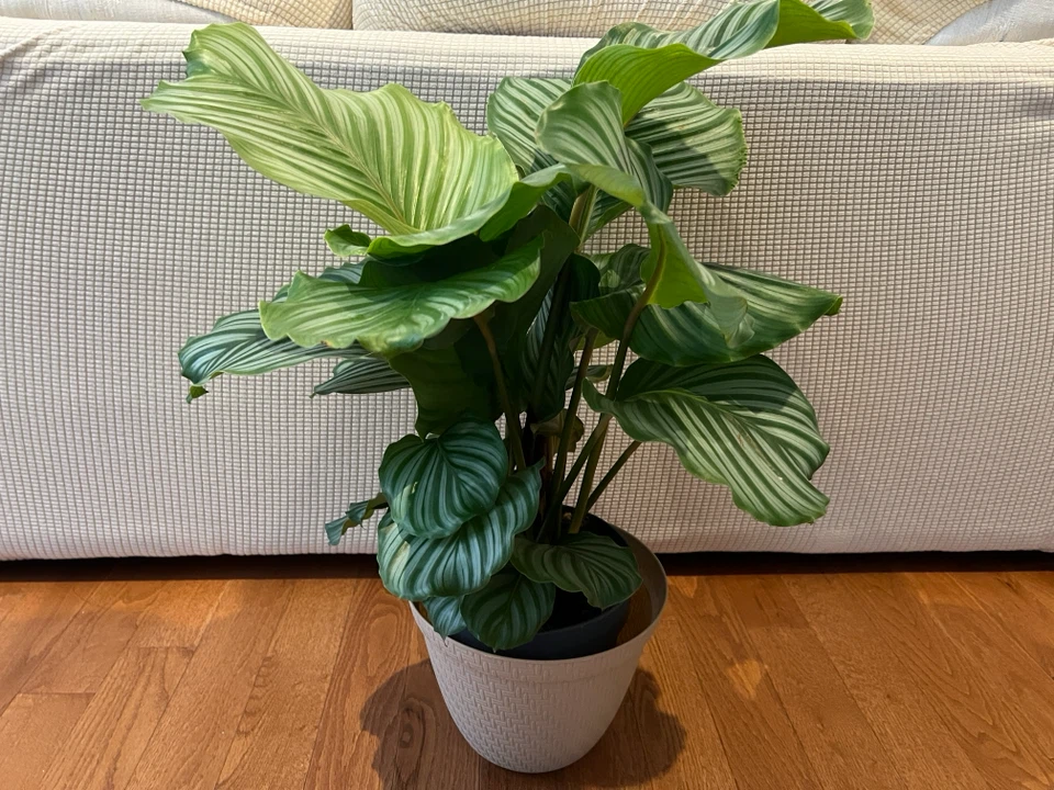 RareFind EasyCare HealthyGrown uLove CalatheaOrbifolia ONLY$60 - photo 4