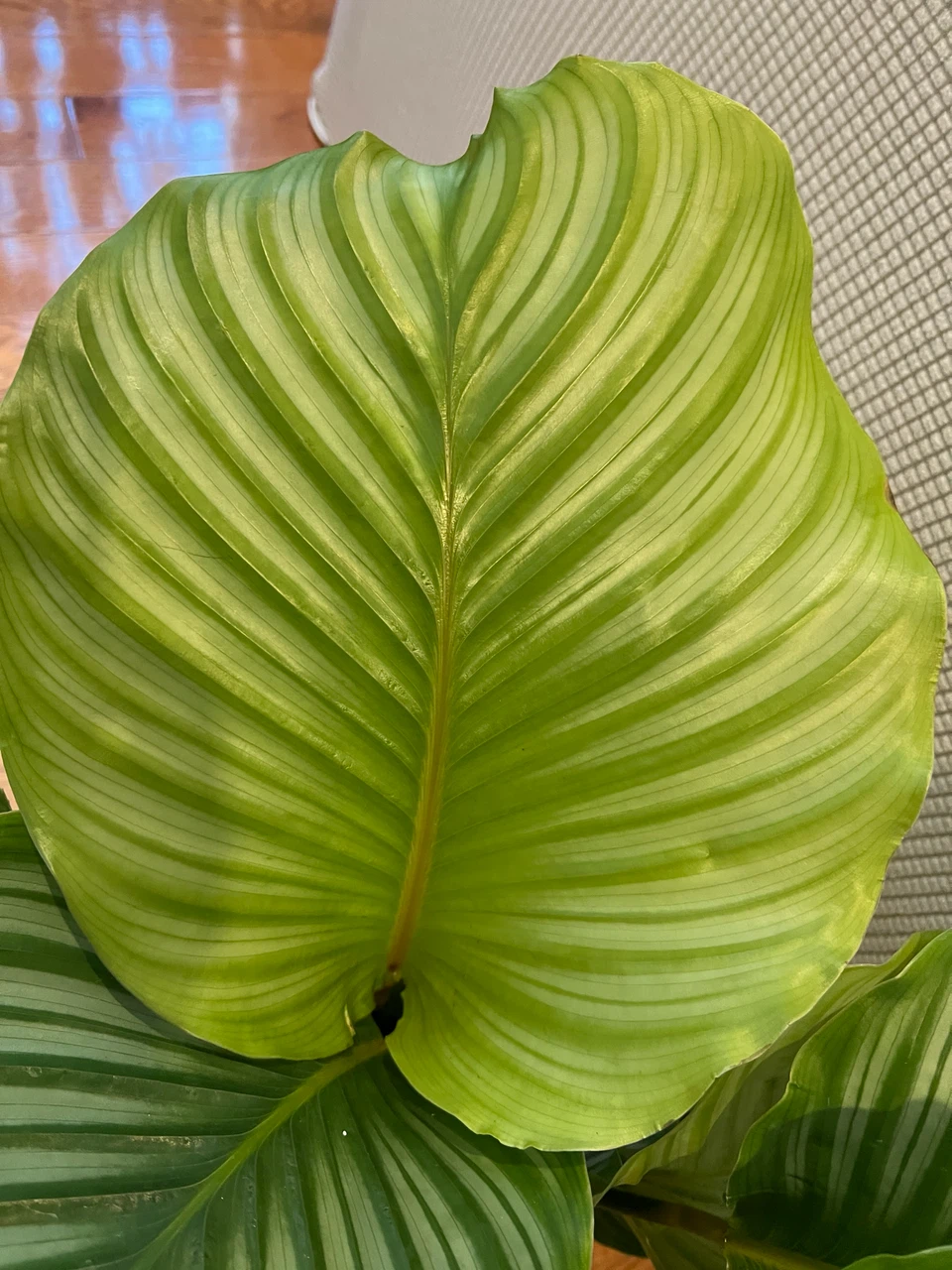 RareFind EasyCare HealthyGrown uLove CalatheaOrbifolia ONLY$60 - photo 5