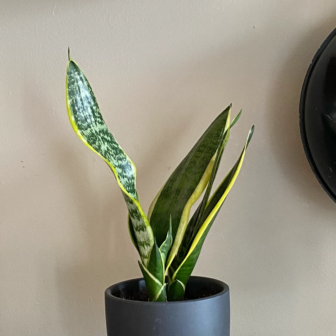 Snake Plant (Sansevieria) in Black Pot