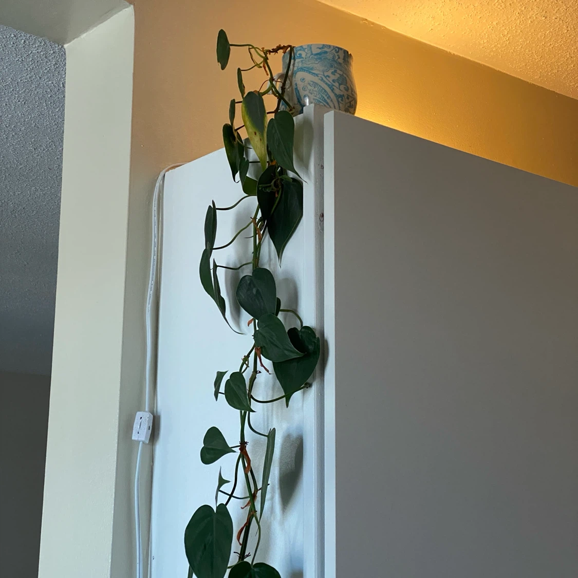 Heartleaf Philodendron Plant